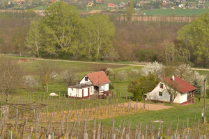 Weinkultur in Egregy Weinkultur in Egregy